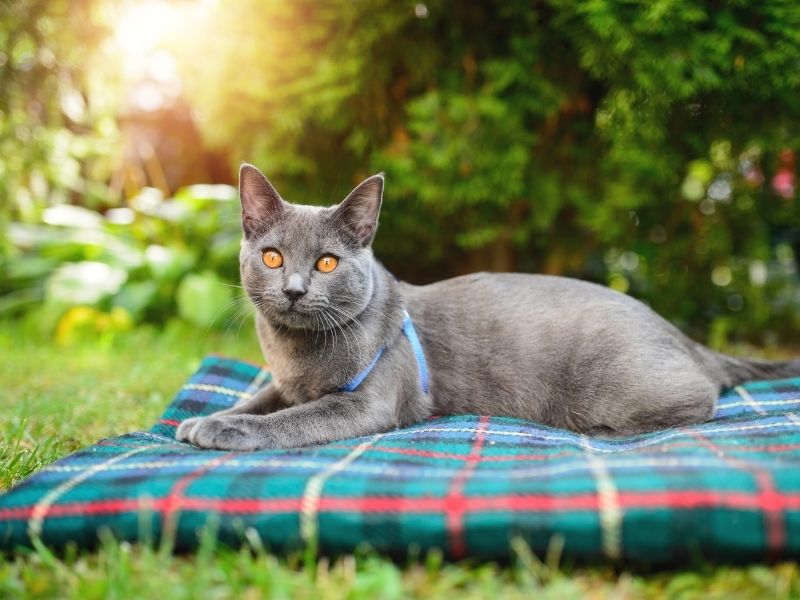 The cat lies on a bed in the sun on the lawn