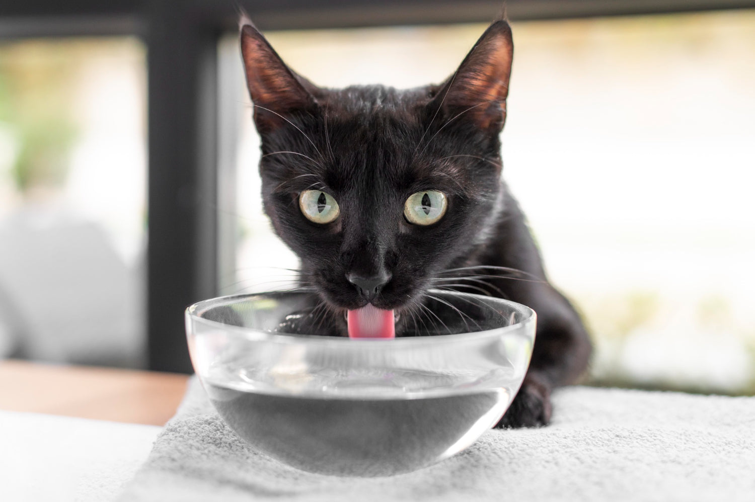 the cat drinks water
