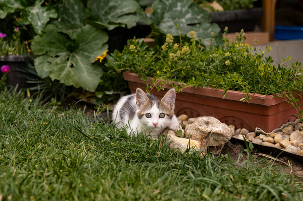 Sichere Pfoten, warme Tage: Ein verantwortungsvoller Leitfaden für die Erkundung Ihrer Katze im Sommer