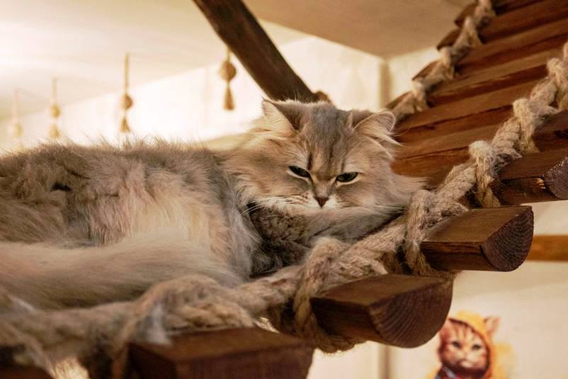 Choosing a Stylish Wall-mounted Cat Tree
