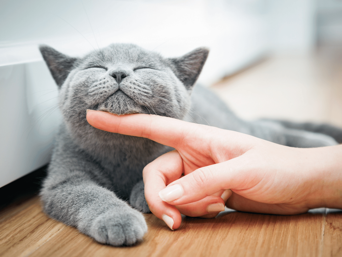What Is Your Cat Really Saying? A Friendly Guide to Feline Language