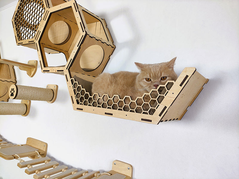 James the cat relaxing in RshPets honeycomb wall furniture — meet our fluffy product tester from the “Why My Cat Eats Plants” blog post