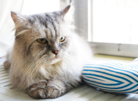 the cat lies near the window