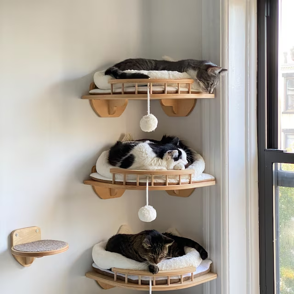 Juni ist der Monat der Katzenadoption: Machen Sie Platz für einen neuen besten Freund