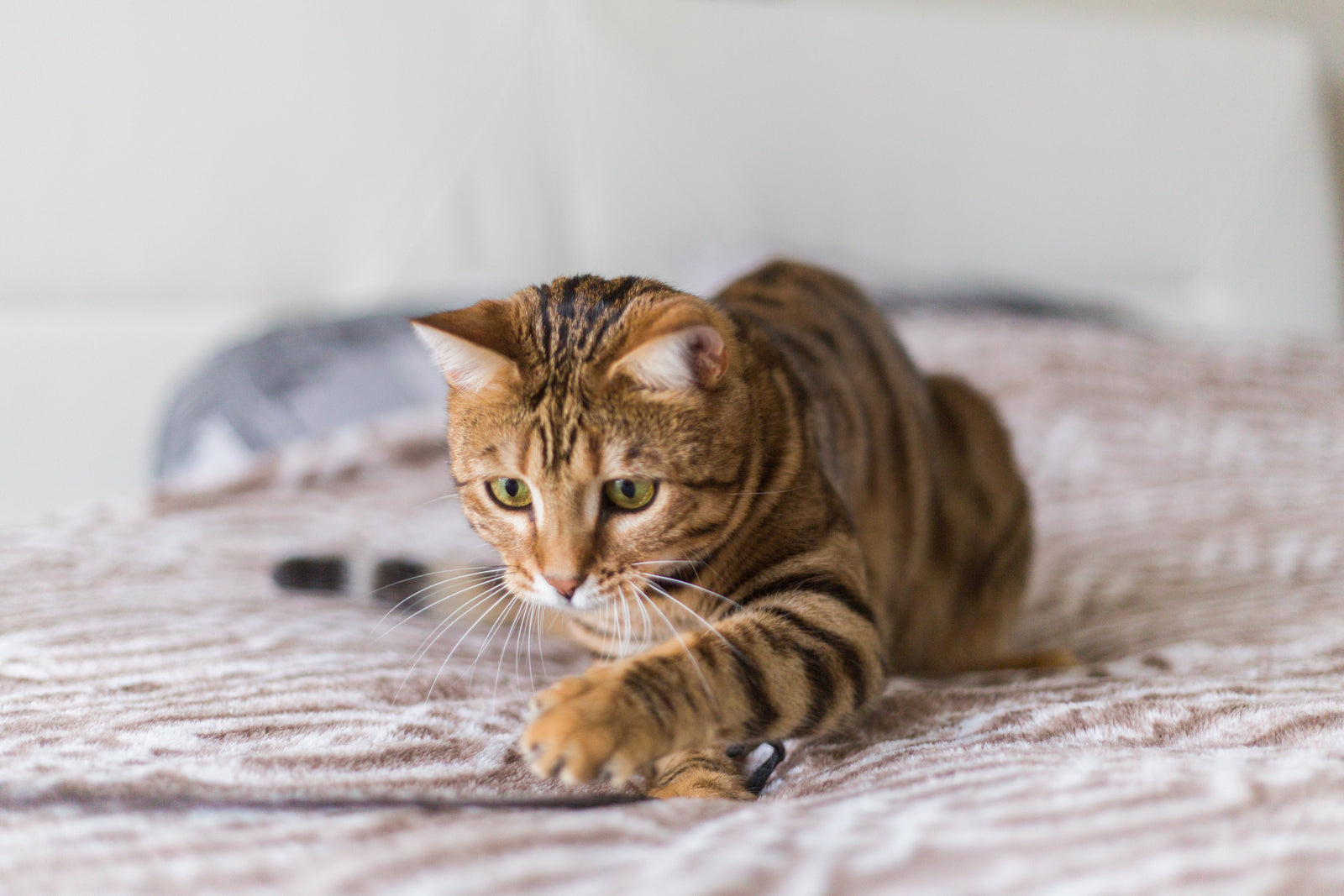 cat plays hunting