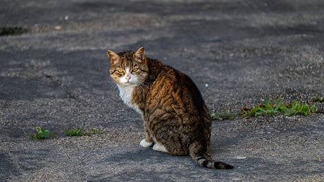Success Stories: Rescued cats find forever homes