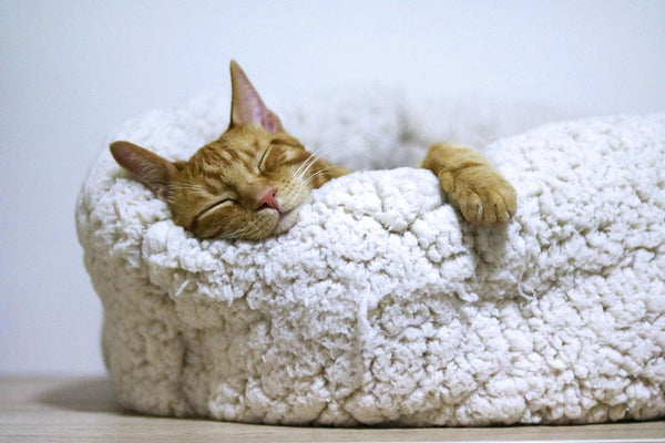 DIY Cat Enrichment: Building the Ultimate 'Catio' on a Budget