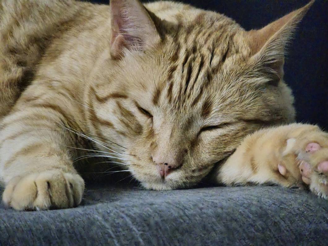 Indoor games to keep your cat active: Creative Play Ideas for Feline Fun