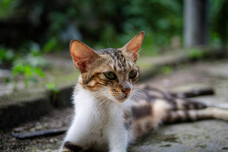 Helping a rescue cat adjust to your home