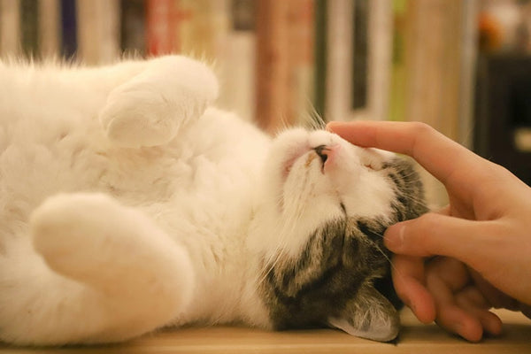 Wie Wandkatzenkomplexe den Stress von Hauskatzen reduzieren