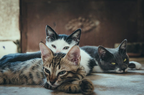 Step-by-step process for switching cat foods