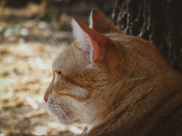 Structures murales pour les grandes races de chats actifs : À quoi faut-il prêter attention