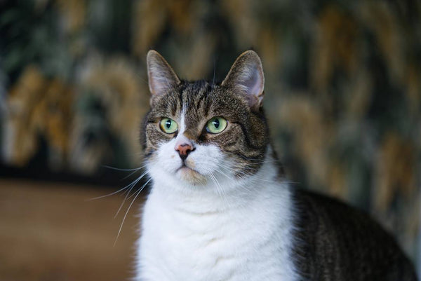 Organisation d'une piste murale pour chats afin de prévenir l'obésité des animaux de compagnie.