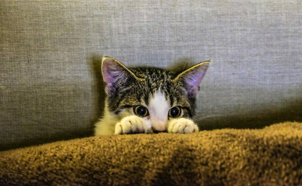 Voie murale pour chats : conseils d'experts pour une autoroute féline sûre et esthétique.