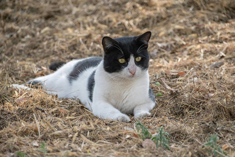 Managing Excessive Meowing in Cats: Understanding and Solutions