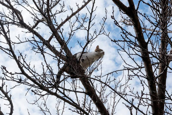 Warum Katzen die Höhe lieben: Psychologie und Natur des vertikalen Verhaltens