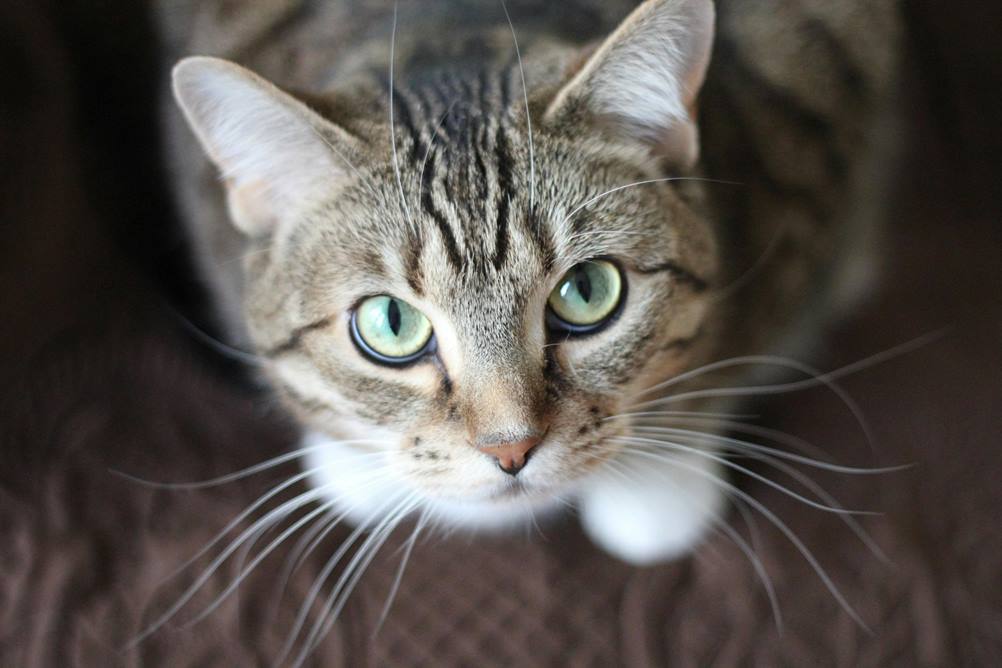Best Cat Friendly Indoor Plants: Safe, Non-toxic Greenery for Feline Homes