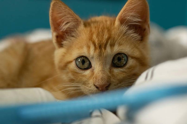 Katzenmöbel: Stil, Funktion und Wohlbefinden für Ihre Katze