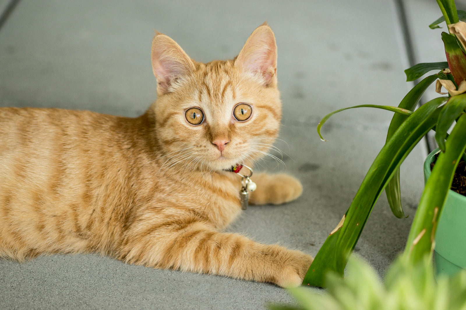 Indoor Air Quality & Cats: Plants and Ventilation