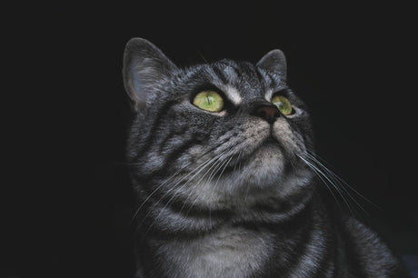 How to train your cat to use a litter box: A Step-by-Step Guide