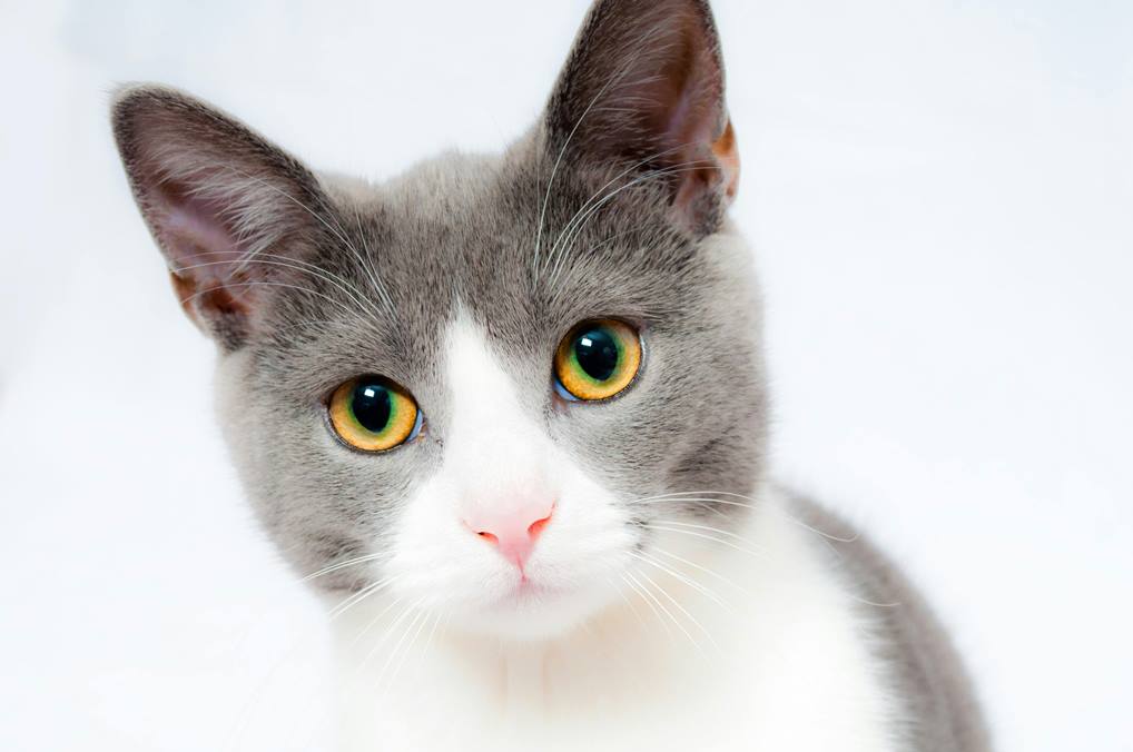 DIY Cat Treat Recipes for Special Days: Healthy, Homemade Feline Delights