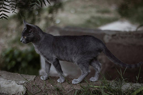 Decoding Your Cat’s Body Language: A Guide to Feline Communication