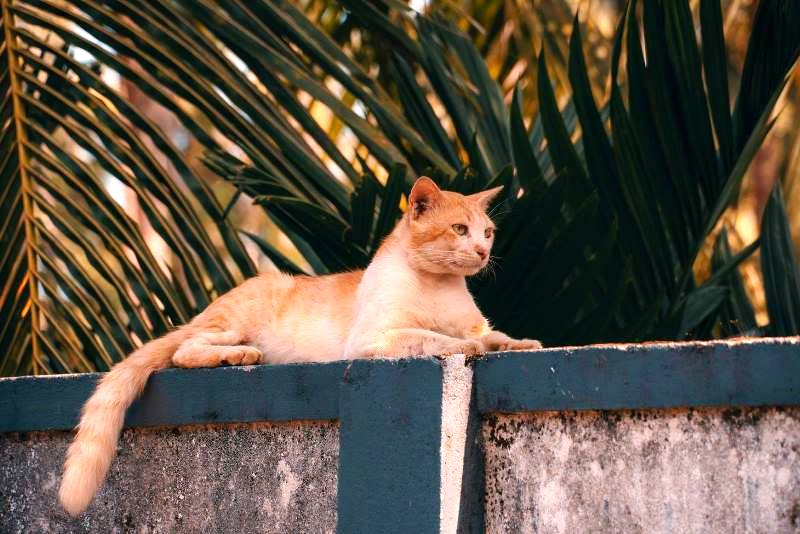 The benefits of cat wall racks