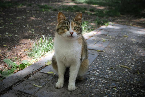 Comment encourager votre chat à utiliser des parcours muraux : un guide complet.
