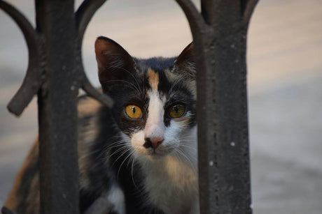 Volunteer at cat shelters: How to Get Started