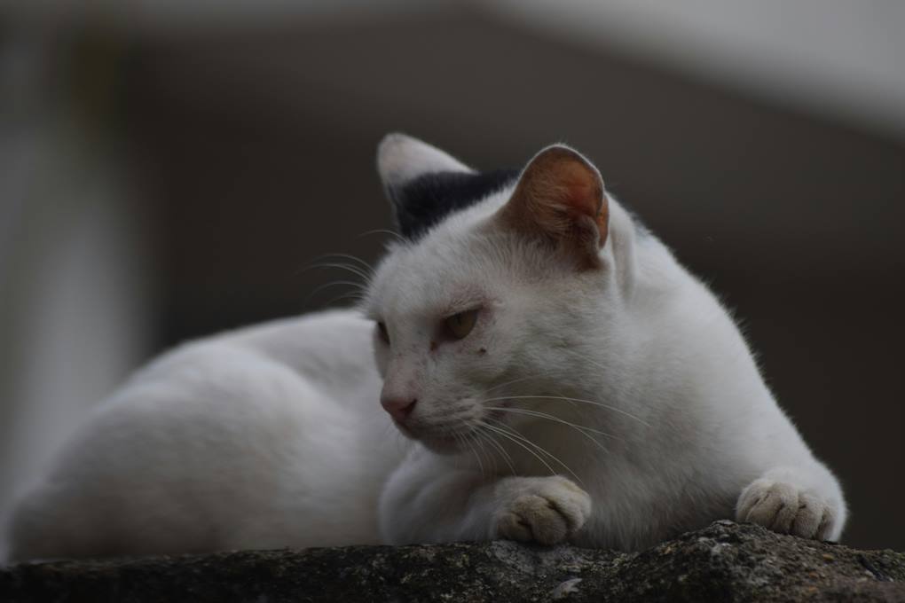 Creating a Cat Enrichment Zone: A Comprehensive Guide