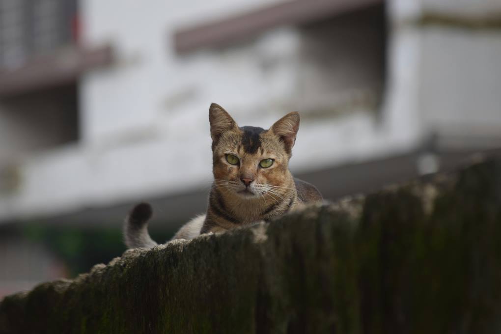 Cat photography tips for perfect shots