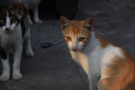 What to expect when adopting a shelter cat