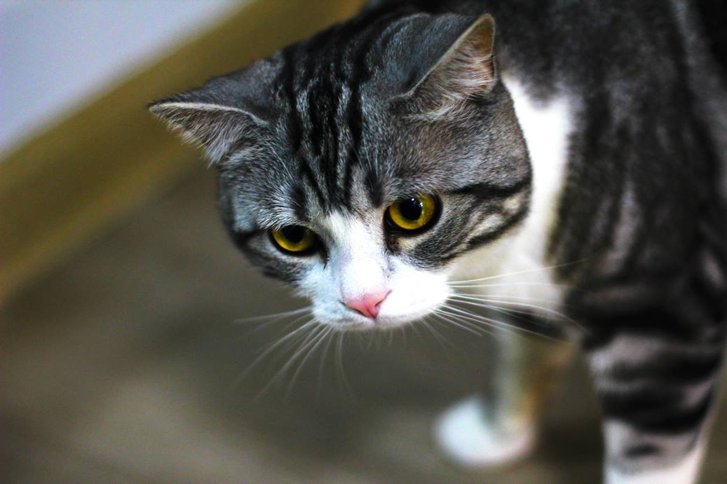 Socializing Your Kitten with Other Pets: A Comprehensive Guide to a Harmonious Multi-Pet Home