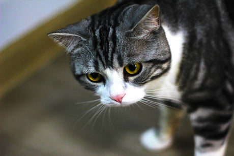 Socializing Your Kitten with Other Pets: A Comprehensive Guide to a Harmonious Multi-Pet Home