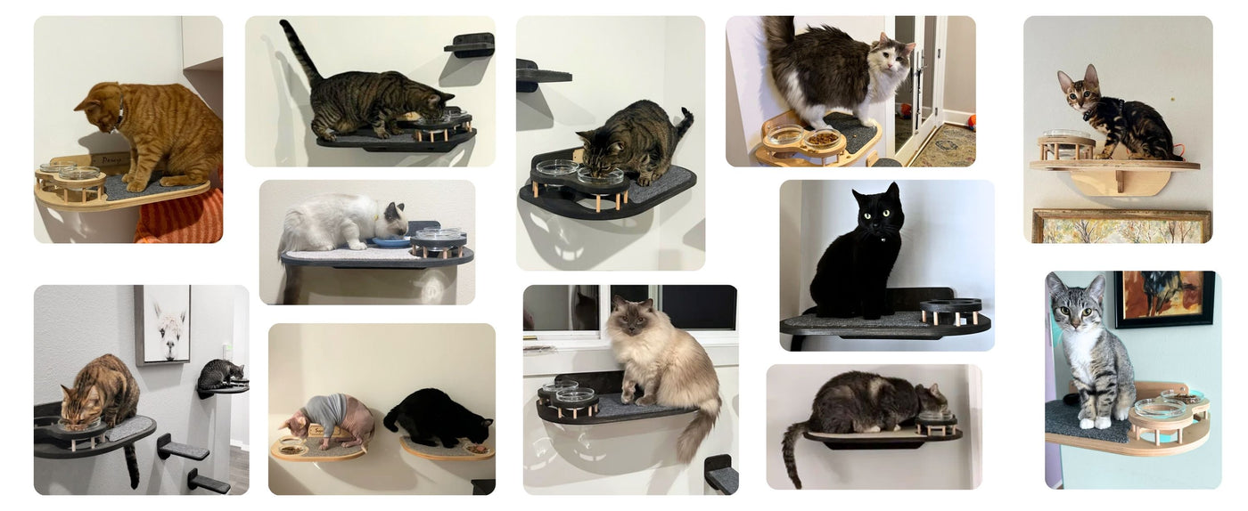 review collage wall mounted cat feeder