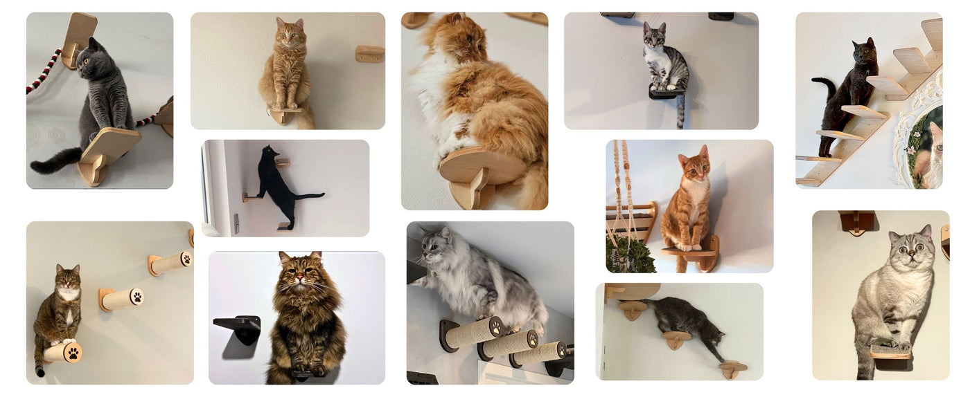 review collage cat wall steps