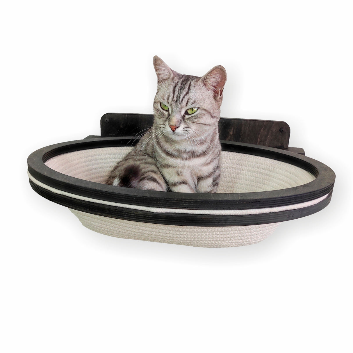 Cat sitting in a round, elevated pet bed with a white background
