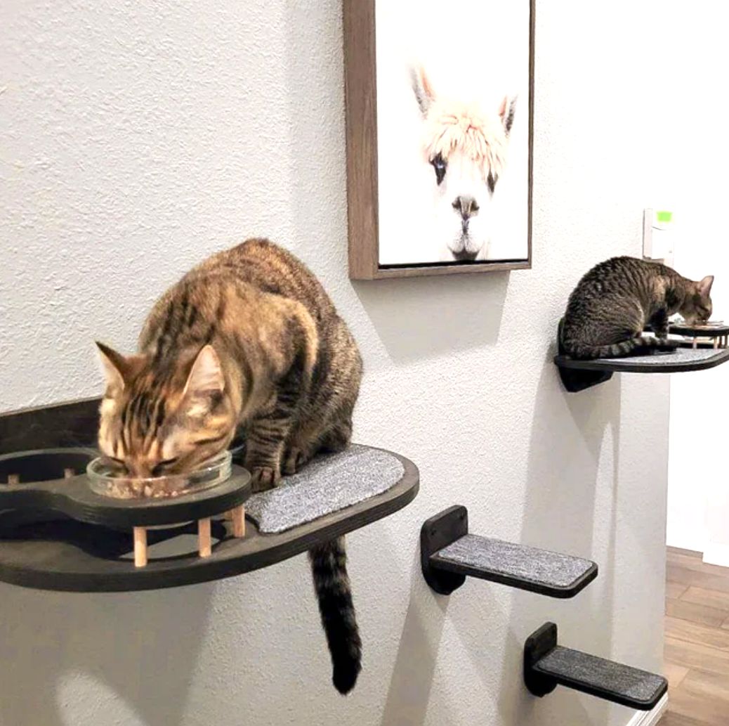 cat climbing shelves