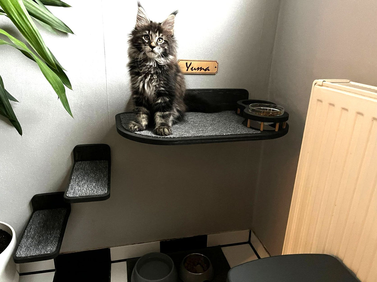 Feeding shelf and 2 wall steps for cat on the wall