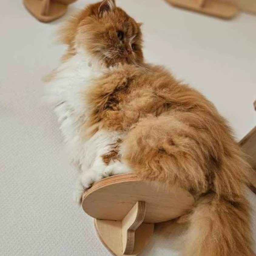 cat in the wall step