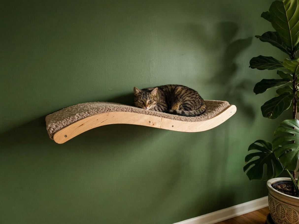One cats resting on a curved wooden cat shelf against a green wall.