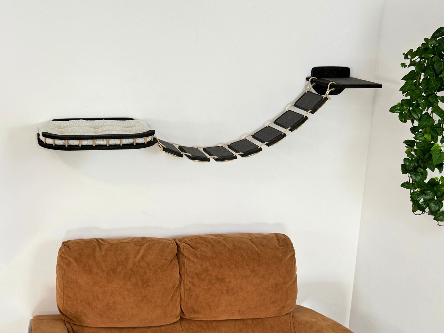 cat climbing shelves