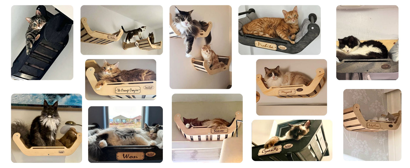cat wall shelves