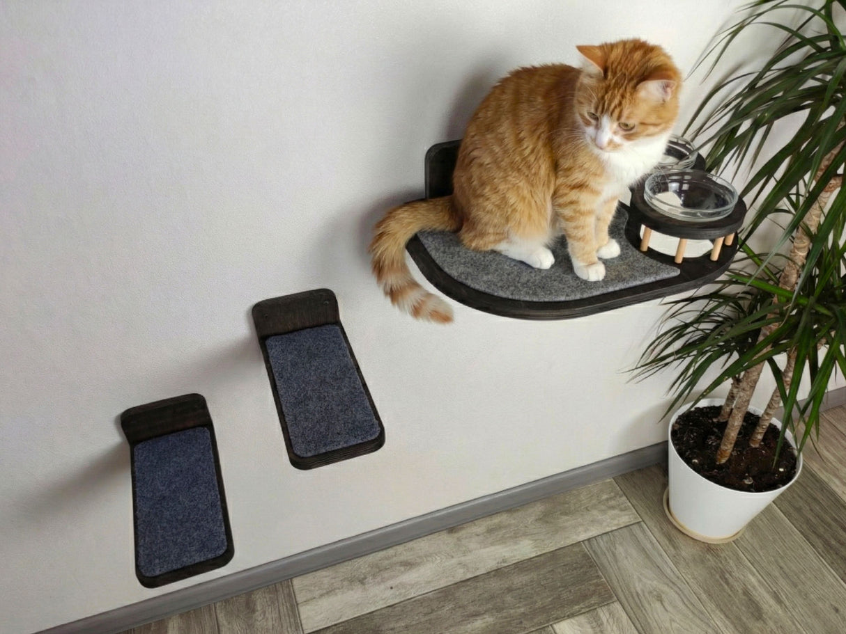 cat climbing shelves