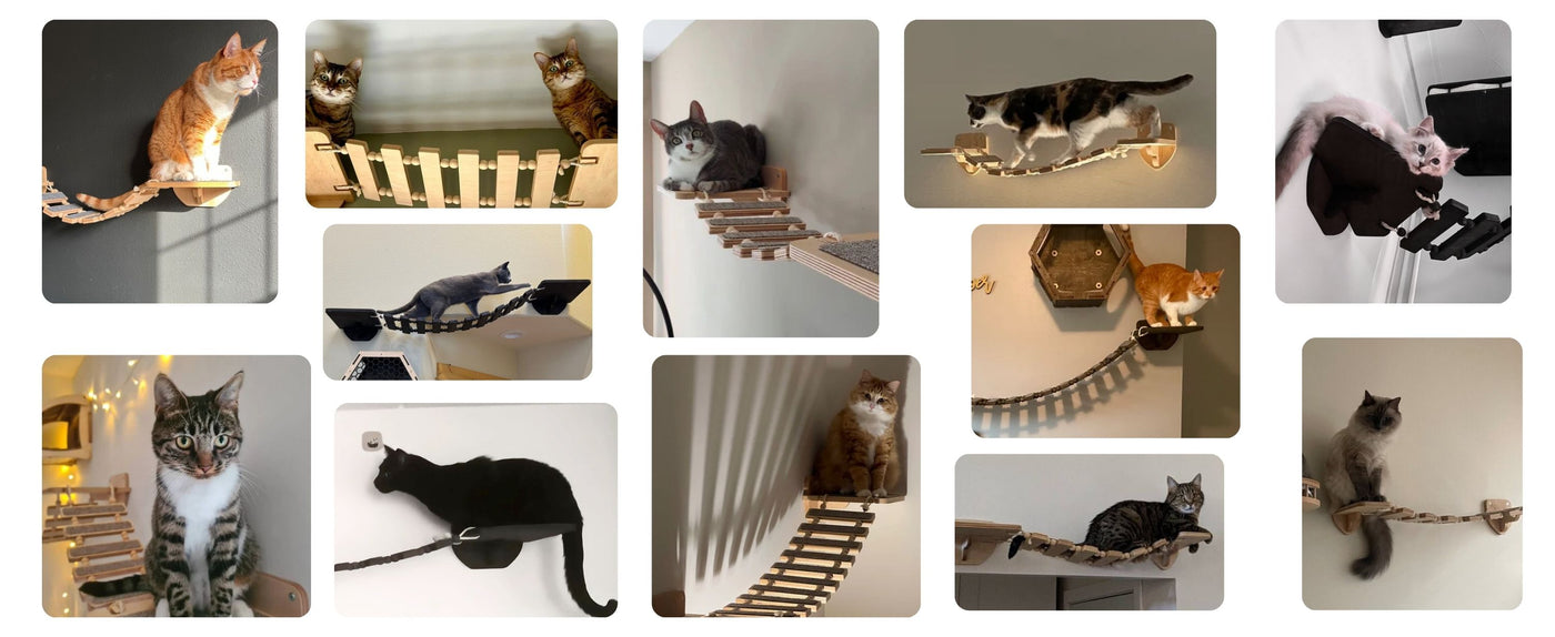 review collage cat wall bridge