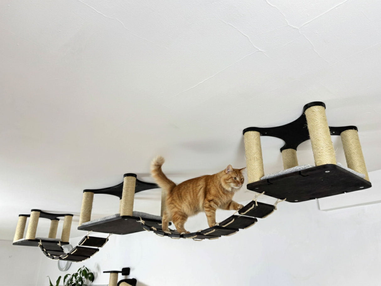 Cat walking on a cat ceiling shelves with multiple platforms and scratching posts.