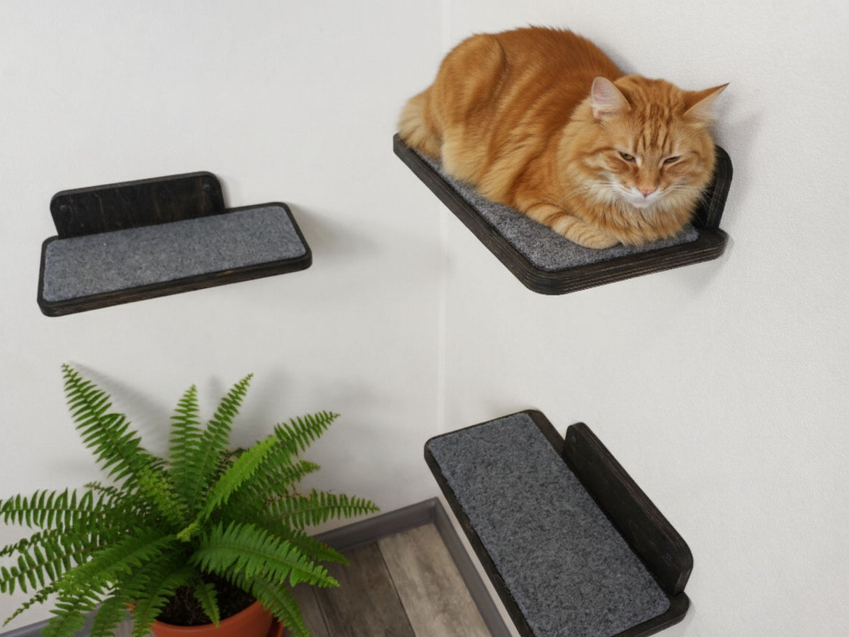 Cat sitting on a wall-mounted cat shelf with additional shelves below.