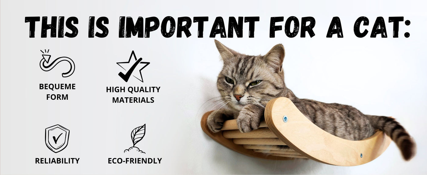 cat climbing shelves