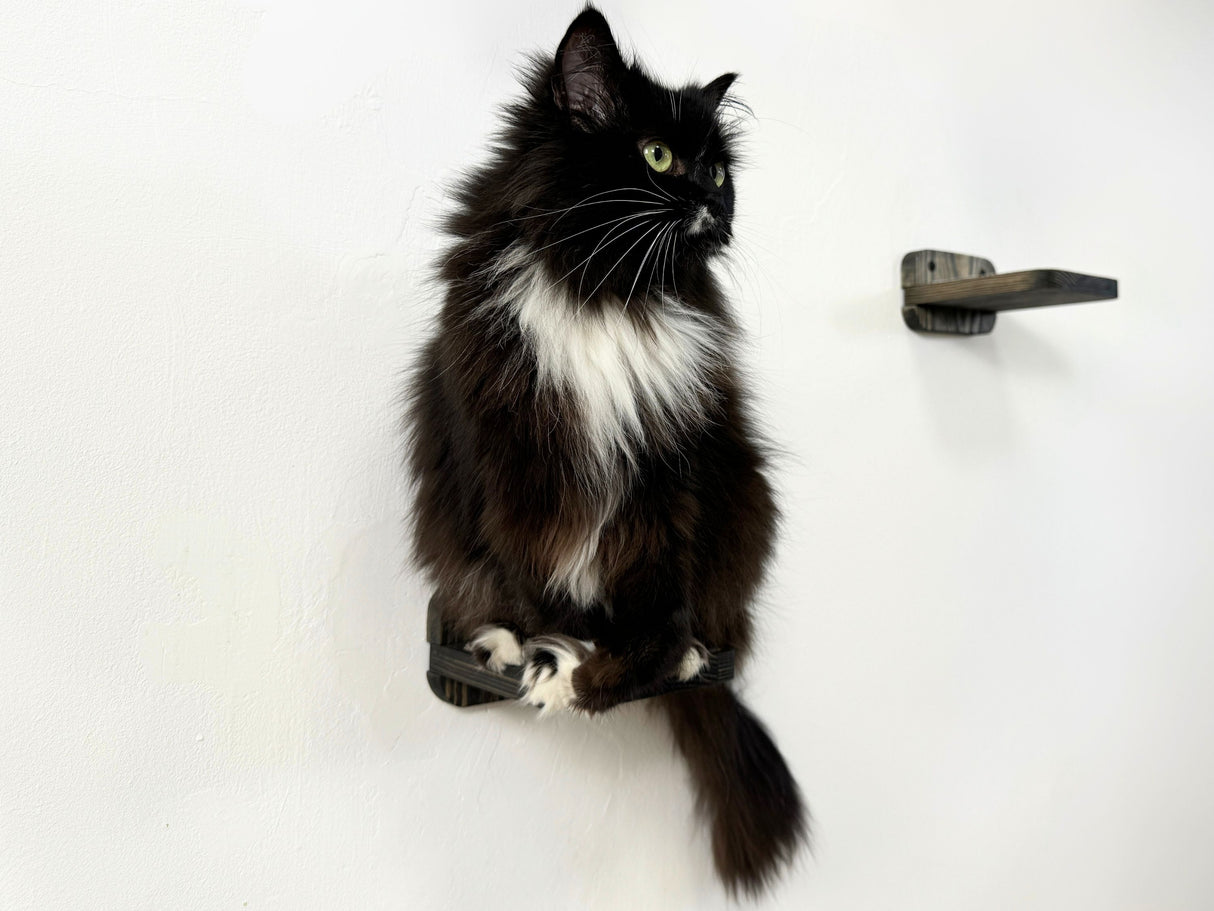 cat sitting on the wall step