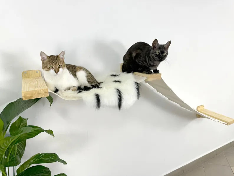 cat climbing shelves
